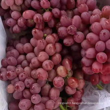 Chinese super sweet delicious Red Globe grapes